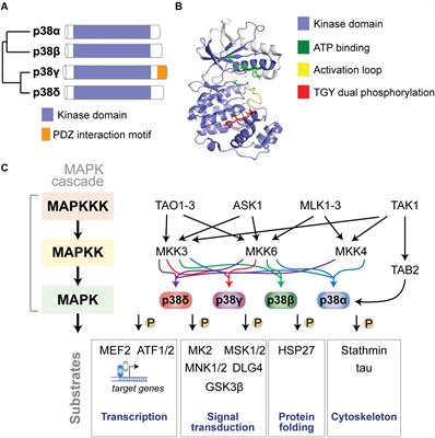 Functions of p38 MAP Kinases in the Central Nervous System